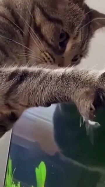 Ну кто так аквариумы делает 😾