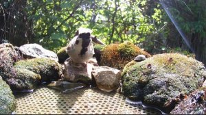 Птицы 02.06.2024 Воробьи в моём саду