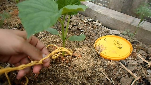 ГРАМОТНАЯ  ПОДВЯЗКА ОГУРЦОВ