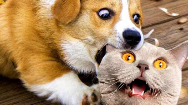 Я РЖАЛ ДО СЛЕЗ | СМЕШНЫЕ ВИДЕОПРИКОЛЫ |Смешные видео с животными и людьми | ПОДБОРКА ПРИКОЛОВ😂🤣