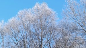 Шикарный иней  на деревьях ❄️❄️❄️