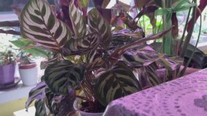 Что и как растет, чего нового.