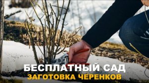 СОЗДАЁМ ДОЛГОВЕЧНЫЙ САД МЕЧТЫ. Заготовка и хранение черенков для весенней прививки.