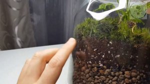 ОБЗОР флорариум композиция живых растений