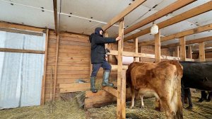 Корова разнесла ферму. Как это произошло? Разгребаем последствия.