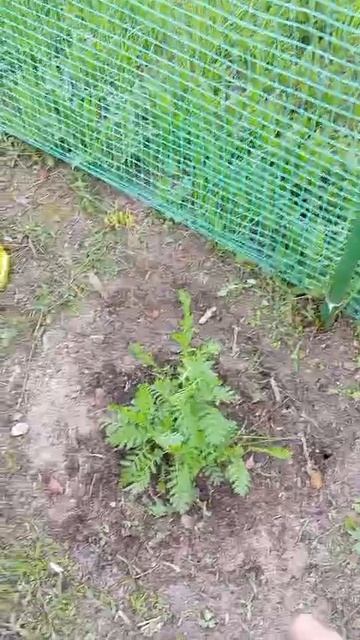 центральный палисад начало. лето 2025, Заполярье