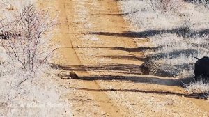 100 ЛУЧШИХ ВЫСТРЕЛОВ: Охота на кабана 2026, от которой СТЫНЕТ КРОВЬ! 🐗🎯