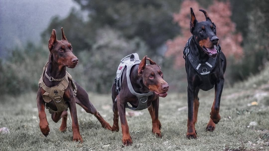 Порода собак: Доберман: характер, воспитание, здоровье, общественное представление!