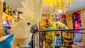 Жорик исполнял ТАНЕЦ ЛЮБВИ, но тут пришел в гости Человек-лев и Жора СПАСОВАЛ)))