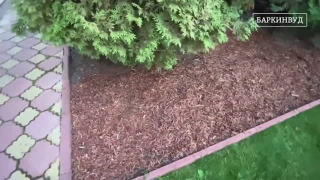 Спустя 5 лет ⏰ Кора лиственницы 2-3 см Стандарт [ОБЗОР]