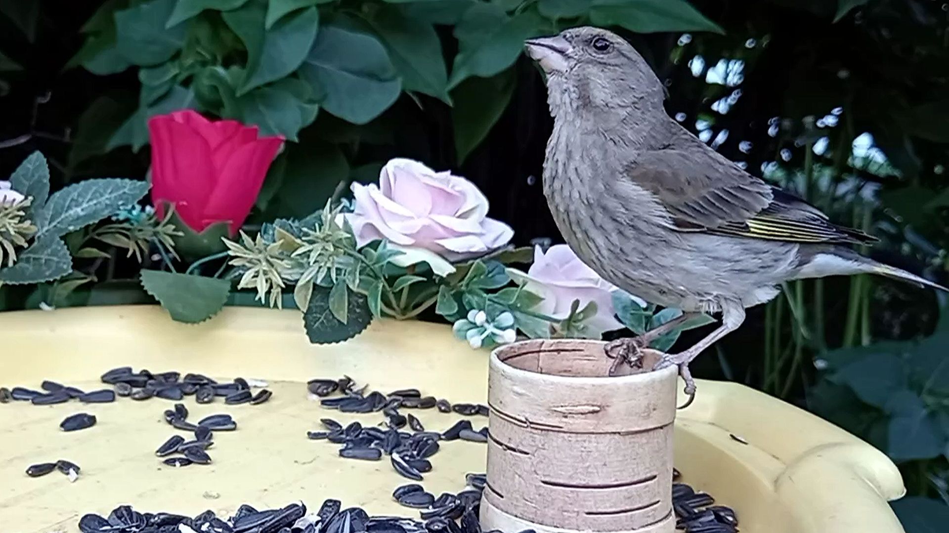 Зеленушки на моей кормушке