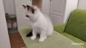 Котята рэгдолл.mp4