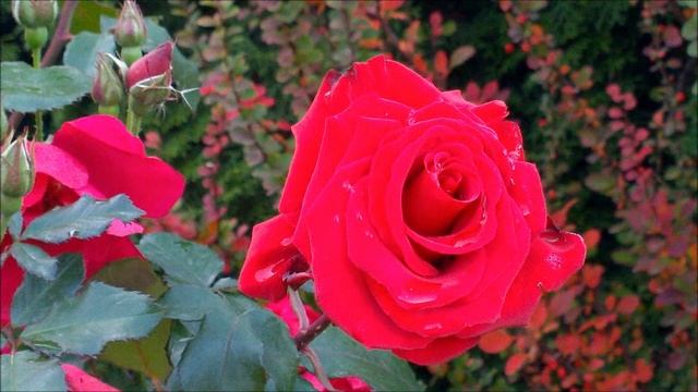 Розы храма Серафима Саровского смотреть онлайн