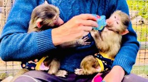 Мы вышли погулять с Маняшей и Степкой в вольер, Маня должна получать витамин D!