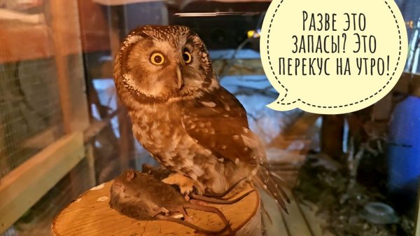 Разорили запасики маленькой совы, по миру пустили! Сыч Кроша в шоке, опять порядок наводить!