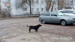 Вечерняя прогулка , всходят цветы, во дворе чисто. Злые собаки 🐶🐶🐶 В парке демонтаж...За водичкой