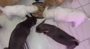 Сегодня у хвостатиков греча с фаршем и овощами.