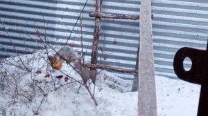 белочка выбрала яблоко