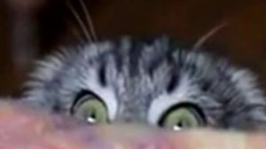 Юмор - " Монстр под кроватью "