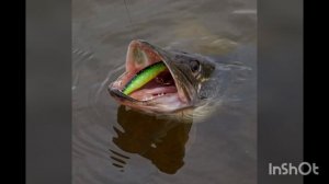 Рыбный день. Голубева Т.