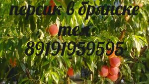 27 июля обзор персика