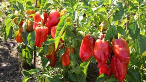 Перец. Что с посевами