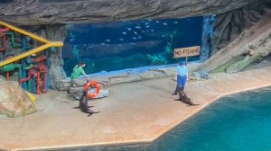 Самое незабываемое. Sea World. Абу-Даби. Часть I.