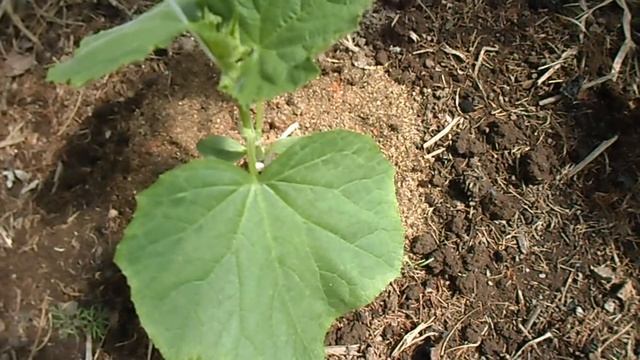 ОТЛИЧНЫЕ СОРТА ОГУРЦОВ НАГЛЯДНО СОВЕТУЮ К ВЫРАЩИВАНИЮ!