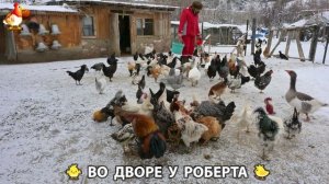 Содержание кур в домашних условиях и других птиц во дворе у Роберта 🐣🐤🦆🐔🪿🦃 (426)