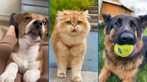 Смешные и забавные животные 😻😺 Лучшие приколы с животными 🐶 Подборка забавных животных