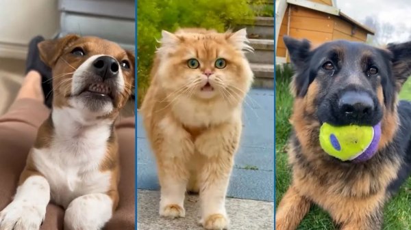 Смешные и забавные животные 😻😺 Лучшие приколы с животными 🐶 Подборка забавных животных