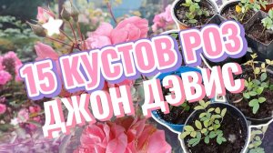 Пересадка УКОРЕНЕННЫХ ЧЕРЕНКОВ розы Джон Дэвис