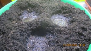 ПОСЕВЫ 2026-22. Увлажнение грунта. Важно найти ЗОЛОТУЮ СЕРЕДИНУ.