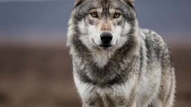 Garik А по мне так хватит играть эти игры смотреть онлайн