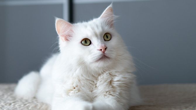 Турецкая ангора