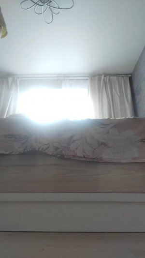 дрессировка кошек