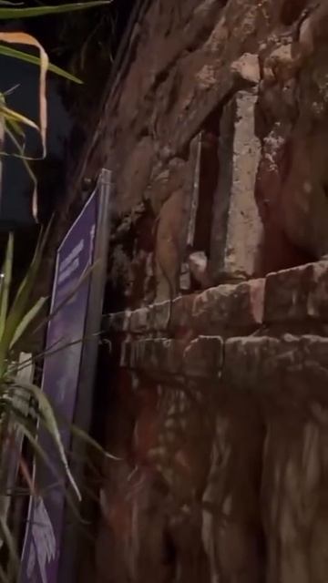 Рататуй смотреть онлайн