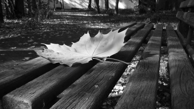 Осенний лист на деревянной скамейке, футаж, чб