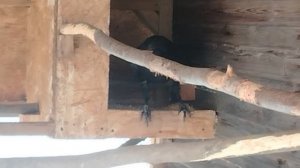 Ворон Гриша 16 января, с праздником