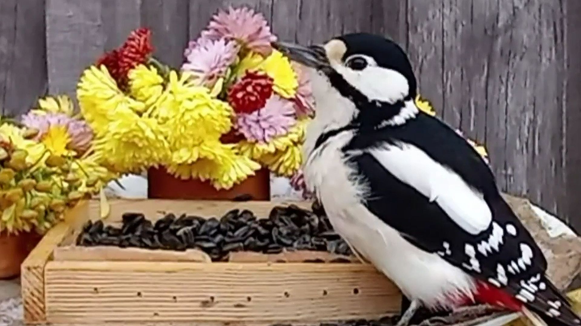 Дятел посещает кормушку