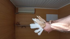 VID_20240907_100639.mp4