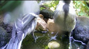 Поилка и кормушка для птиц / Фотоловушка в саду