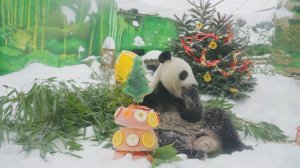 В Московском зоопарке панд поздравили с китайским Новым годом и вручили им подарки.