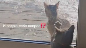 Зеркало🐱😹🫢