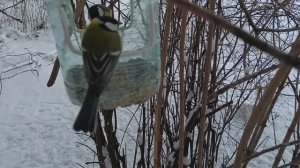 21 02 2026 Ночью выпал снег ❄️ на завтрак собралось много синичек и Воробьёв Семечек и проса всем х