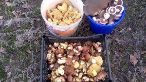 Лес полный грибов!!! Маслята, зеленушки,вешенка!!