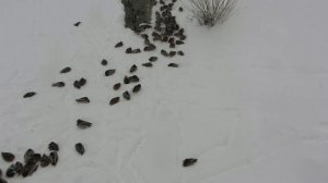 В белоснежной постели...