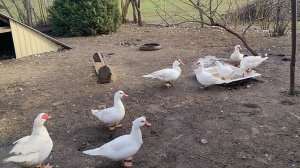 Хроника дня. Обзор двора. Жизнь на пенсии.