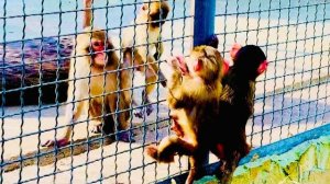 Посмотрите КАК РАДУЕТСЯ малышка Майечка приходу Степашки и Манечки, ПРЫГАЕТ, ВЕСЕЛИТСЯ как ребёнок))