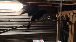 Ворон Гриша 23 января, с праздником